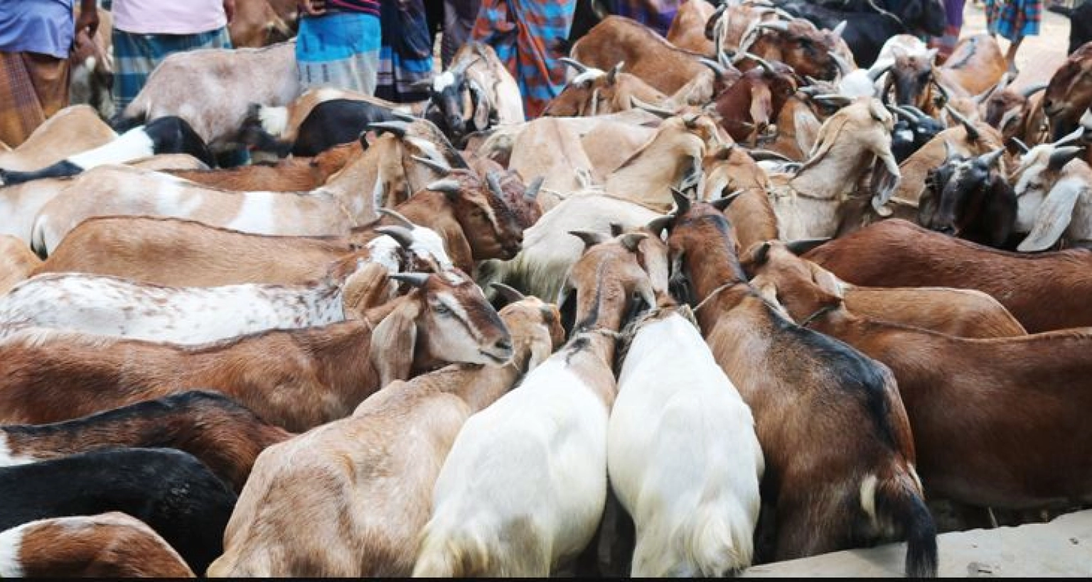 সহজেই লাভবান হওয়া যায় যে ছাগল পালনে