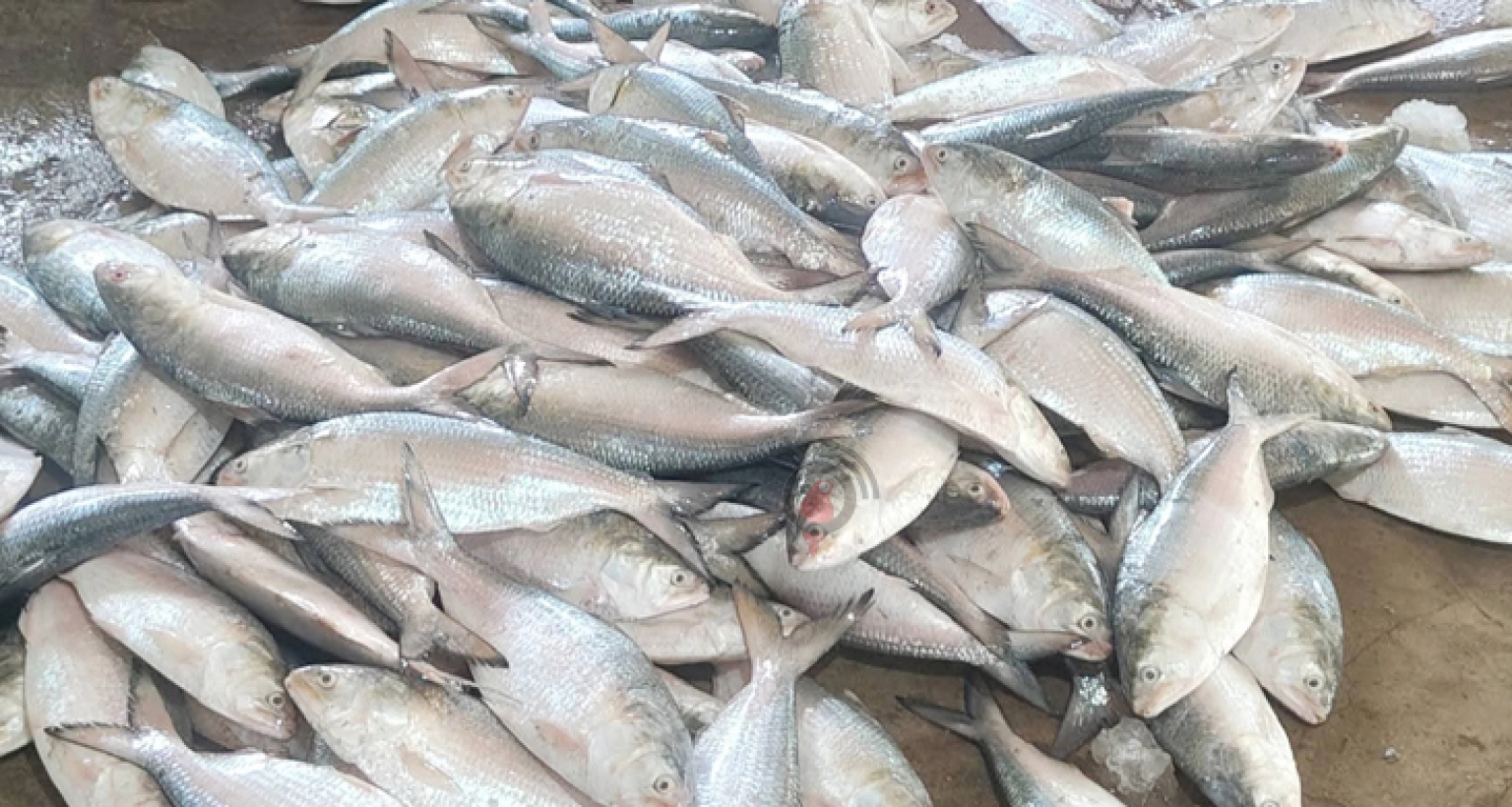 বুধবার মধ্যরাতে শেষ হচ্ছে নিষেধাজ্ঞা, ইলিশ ধরার প্রস্তুতি নিচ্ছেন জেলেরা