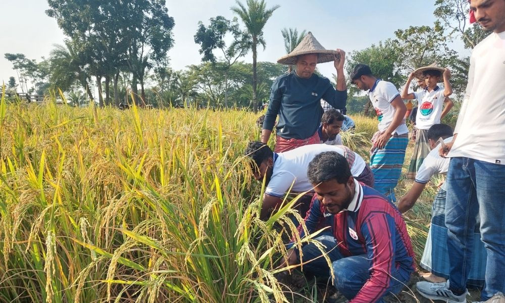 বিধবা নারীর ধান কেটে দিল কালীগঞ্জ উপজেলা ছাত্রদল