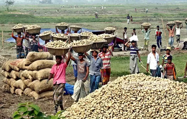 ঢাকায় ‘আলু উৎসব’ শুরু ১২ ডিসেম্বর