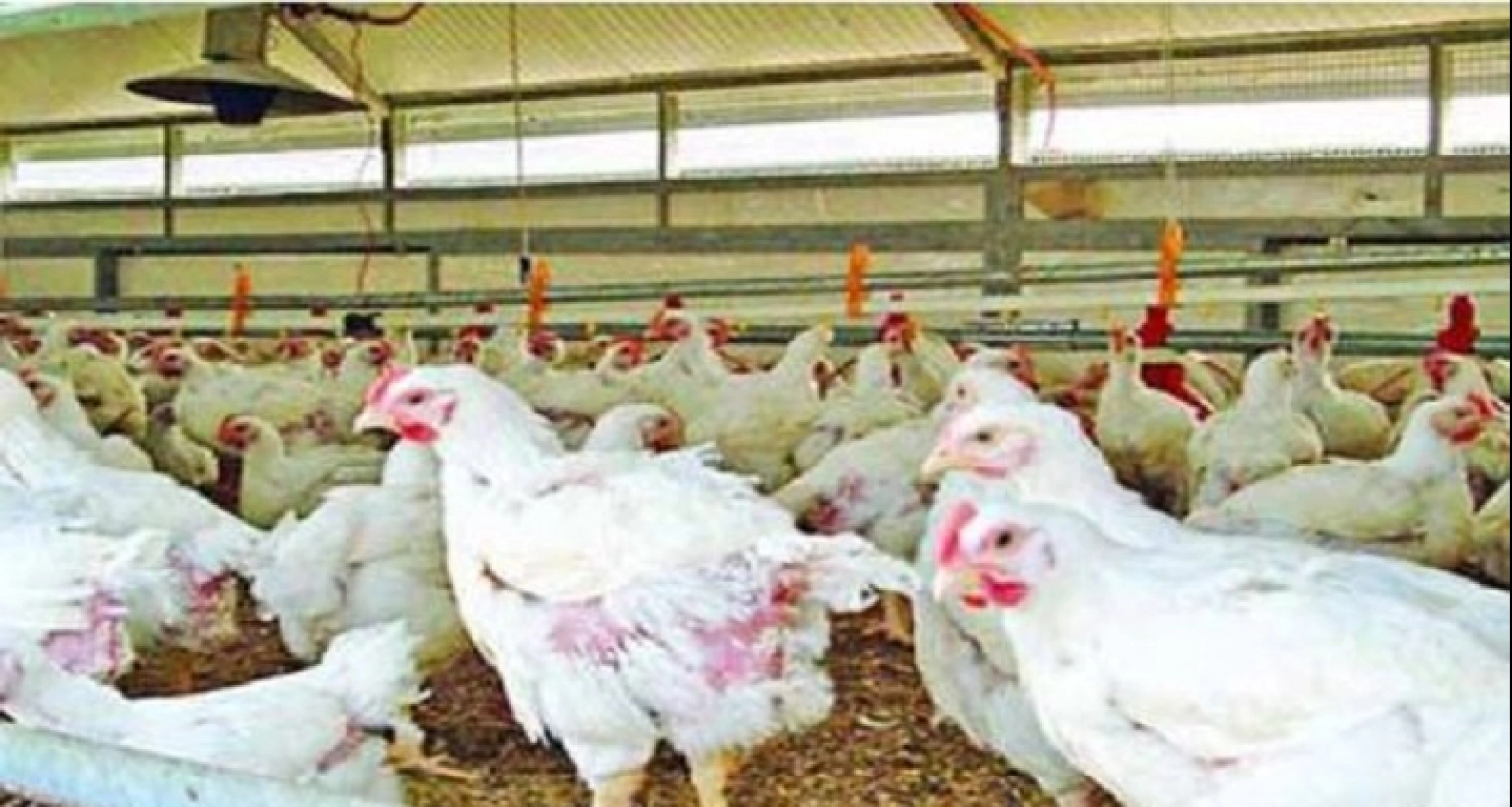 দাম কমায় স্বস্তি ফিরল ব্রয়লার মুরগির বাজারে