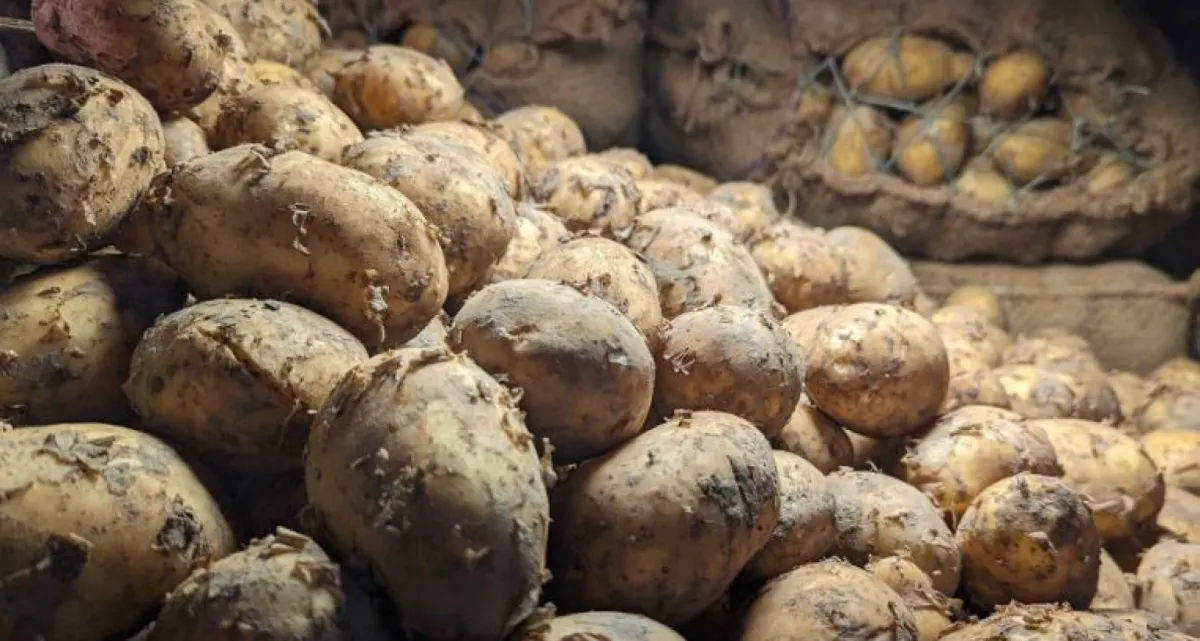 বাজারে আলুর দামে ভয়াবহ ধস