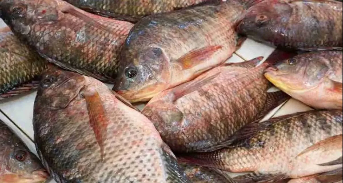 তেলাপিয়া মাছ খাওয়া কী আসলেই ক্ষতিকর?