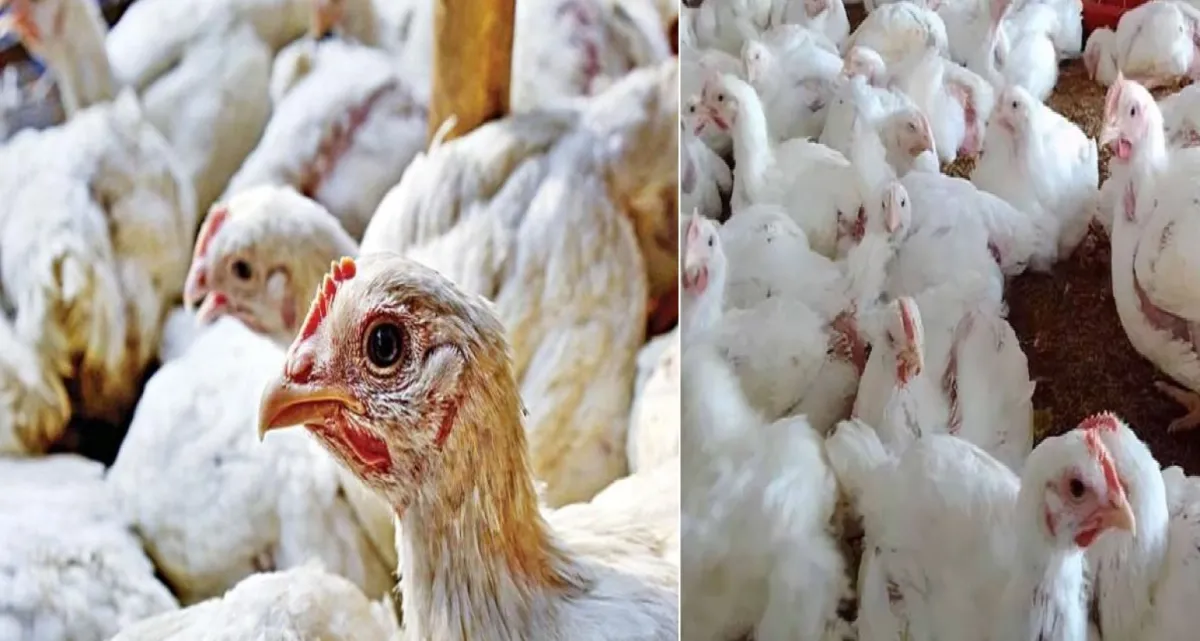 রাজধানীতে হঠাৎ পাল্টে গেল ব্রয়লার মুরগির বাজার