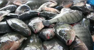 তেলাপিয়া মাছ খাওয়া কি আসলেই ক্ষতিকর? তাহলে জানুন