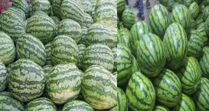 কখন তরমুজ খাওয়া সবচেয়ে নিরাপদ?
