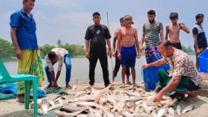 মাছের সাথে শক্রতা, বিষ প্রয়োগ করে ব্যবসায়ীর ২০ লক্ষ টাকা ক্ষতির দাবি!