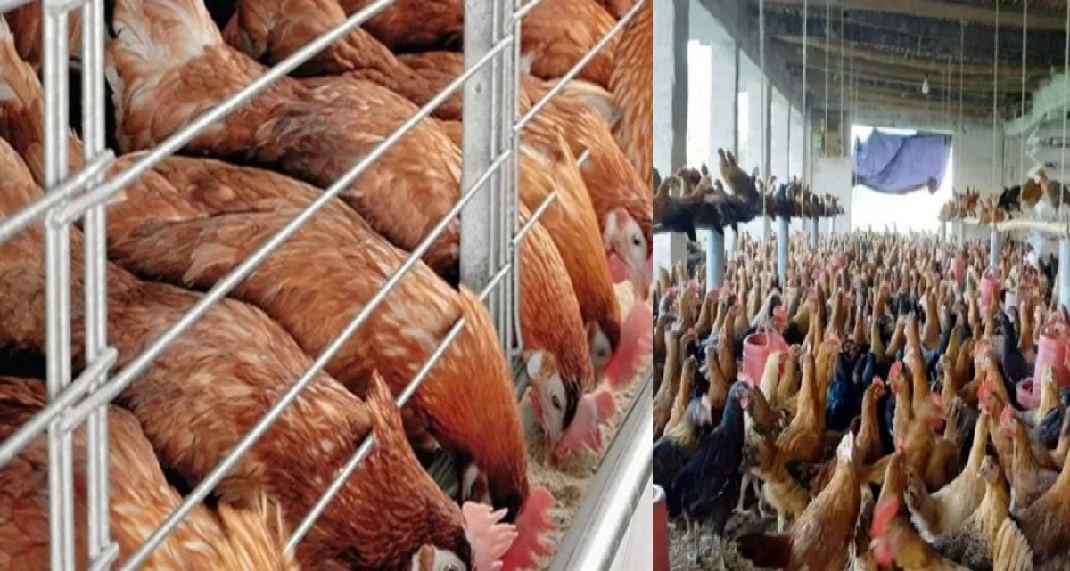 সোনালি মুরগি কিনতে হচ্ছে রেকর্ড সর্বোচ্চ দামে