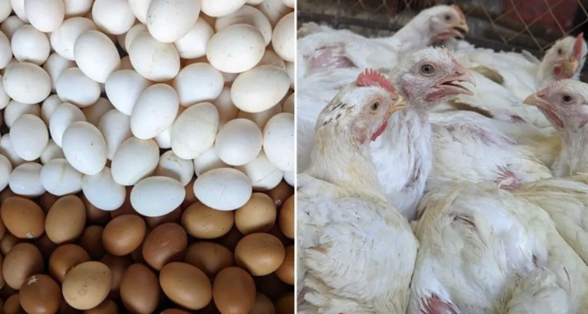 হঠাৎ অর্ধেকে নেমে এসেছে মুরগি বিক্রি