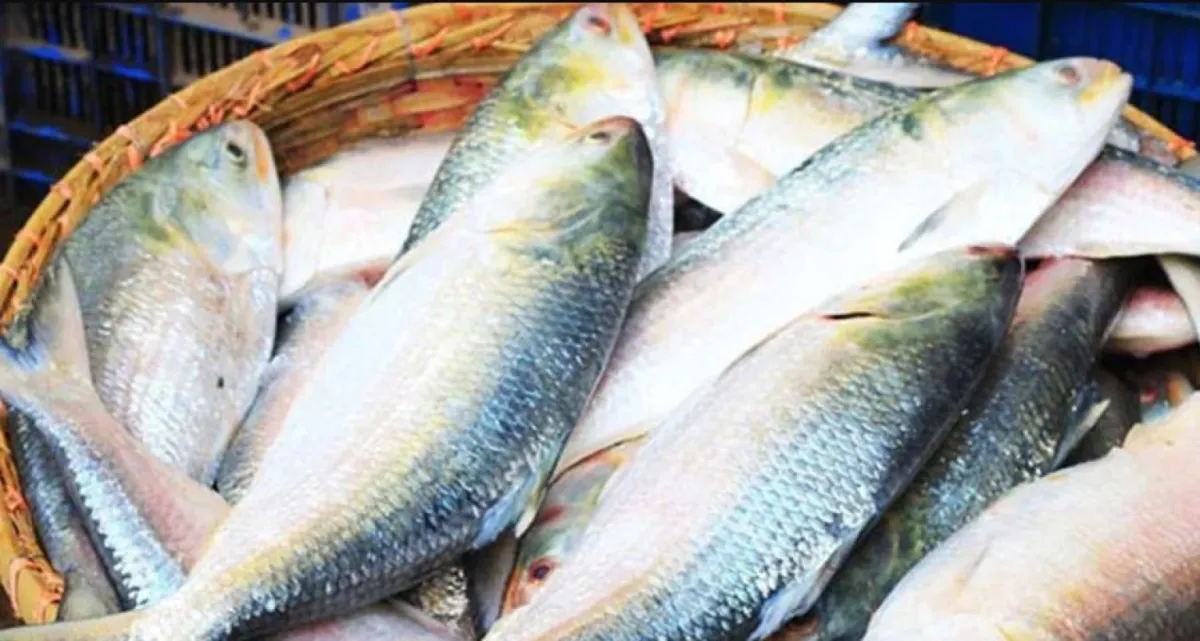 হঠাৎ ধস, একি খবর ইলিশ নিয়ে