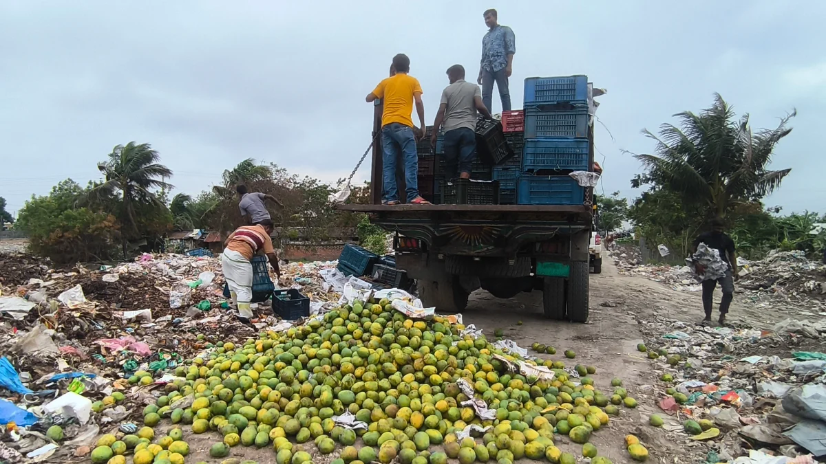 সাতক্ষীরায় কেমিক্যাল মিশ্রিত ৯ হাজার কেজি আম জব্দ