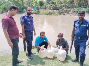 সাতক্ষীরায় ভারতীয় চিংড়ি রেনু পোনা জব্দ, খালে অবমুক্ত!
