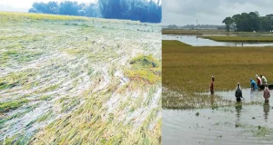 ‘জমির ধান পনির নিচে চলে গেছে, আমি এখন কি করবো জানি না’