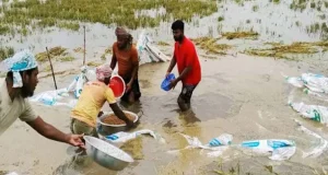 পানির নিচে ৮ হাজার বিঘা জমির বোরো ধান