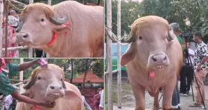 এবার ইরানের মজার প্রতিক্রিয়া বাংলাদেশের ‘ট্রাম্প মহিষ’ নিয়ে