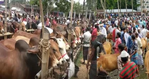 আজ কেমন দামে বিক্রি হচ্ছে কোরবানির পশু? যা জানা গেল