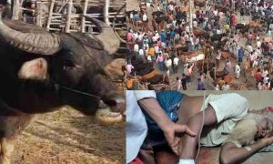 কোরবানি হাটে মহিষের গুঁতোয় নিহত ২