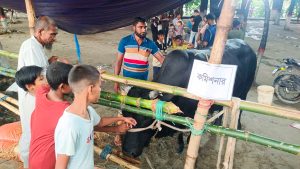 খায় আর ঘুমায়, তাই গরুর নাম ‘কমিশনার’