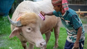 স্বরাষ্ট্রমন্ত্রীর হস্তক্ষেপে কোরবানি হচ্ছে না ‘ডোনাল্ড ট্রাম্প’