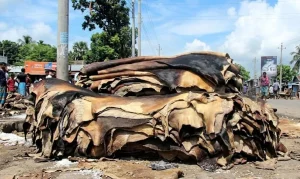 ন্যায্যমূল্যের অভাবে রাস্তার পাশে পড়ে আছে অবিক্রীত চামড়া