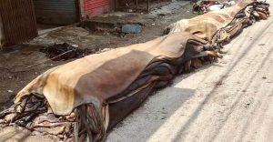 দাম না পেয়ে রাস্তায় ফেলে যাচ্ছে চামড়া, ছড়াচ্ছে দুর্গন্ধ
