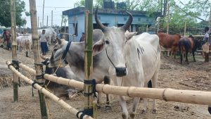 অবাধে’ ঢুকছে ভারতীয় গরু, কোটি কোটি টাকা রাজস্ব হারাচ্ছে সরকার
