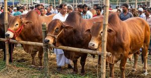 ইনজেকশন দিয়ে ফোলানো গরু চেনার ৩ উপায়