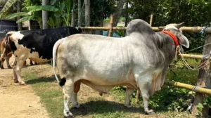 কুরবানির হাটে বিশালাকৃতির ‘বিসিএস ক্যাডার’