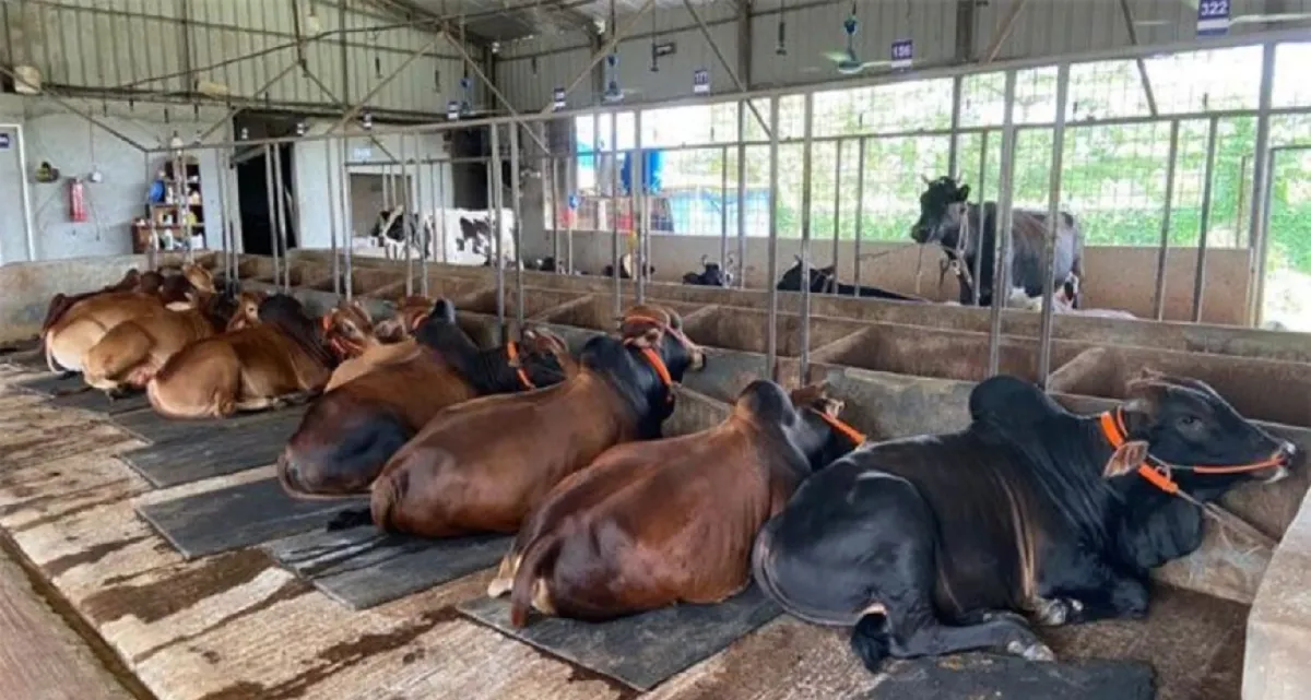এবার কোরবানির পশুর দাম কেমন হবে, যে ভবিষ্যদ্বাণী