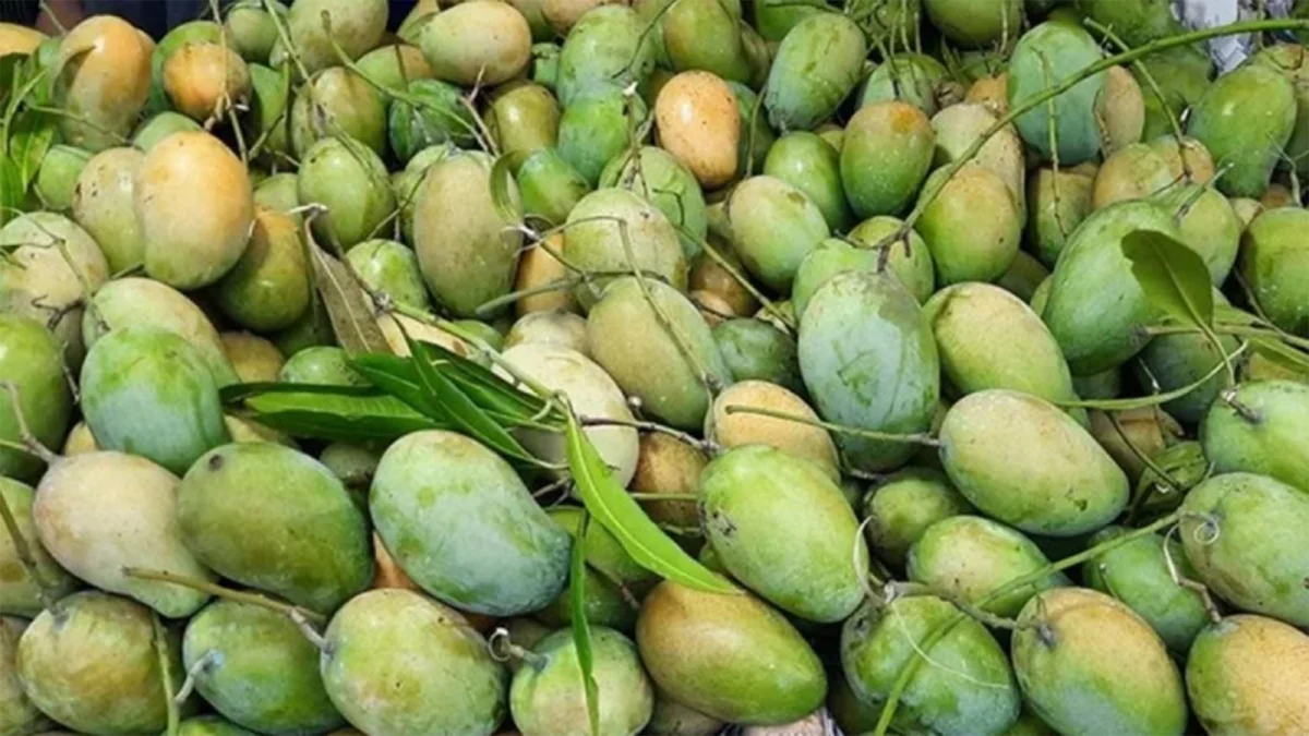 রাজশাহীর কোন আম কখন বাজারে আসবে, ‘ম্যাংগো ক্যালেন্ডার’ ঘোষণা