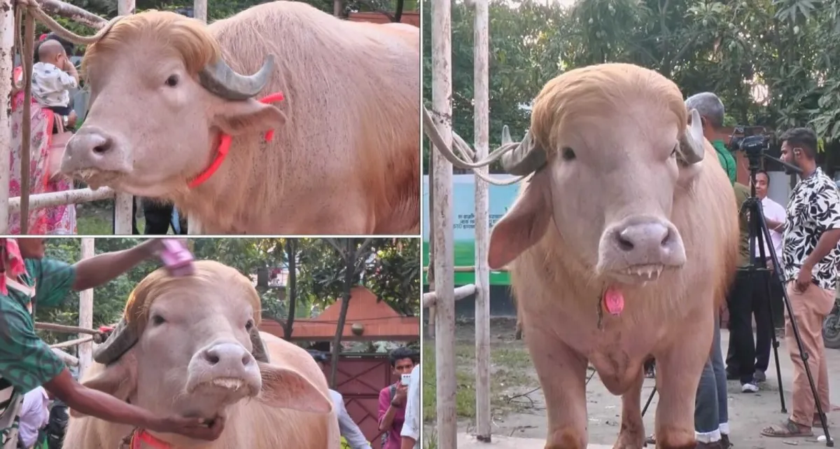 অবশেষে যত টাকা কেজিতে বিক্রি হলো ‘ডোনাল্ড ট্রাম্প’
