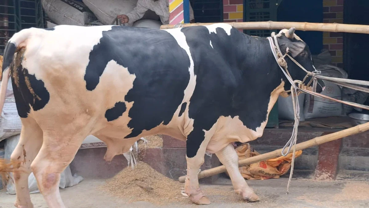 নড়াইলের ‘বাহুবলীর’ ওজন ১১০০ কেজি, বিক্রি হবে কততে?