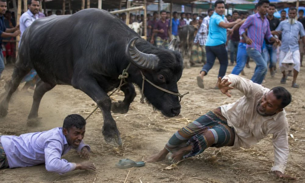 জামালপুরে পশুর হাটে ক্ষিপ্ত মহিষের আক্রমণে নিহত ২
