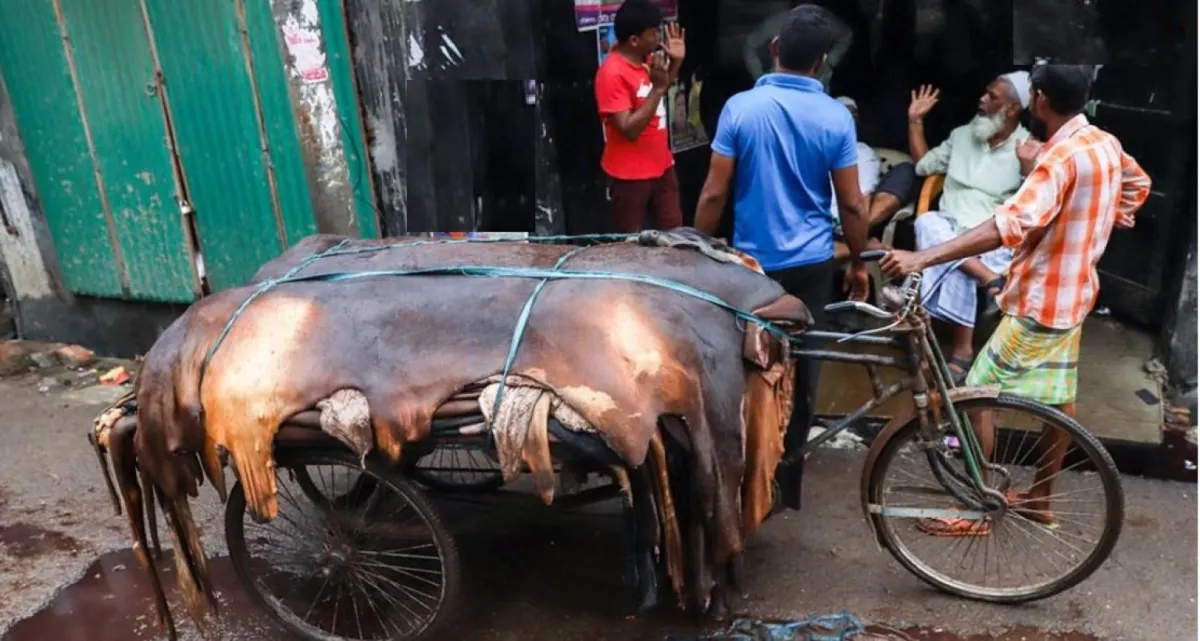 এবার কেমন দাম যাবে কোরবানির চামড়ার? যা জানা গেল