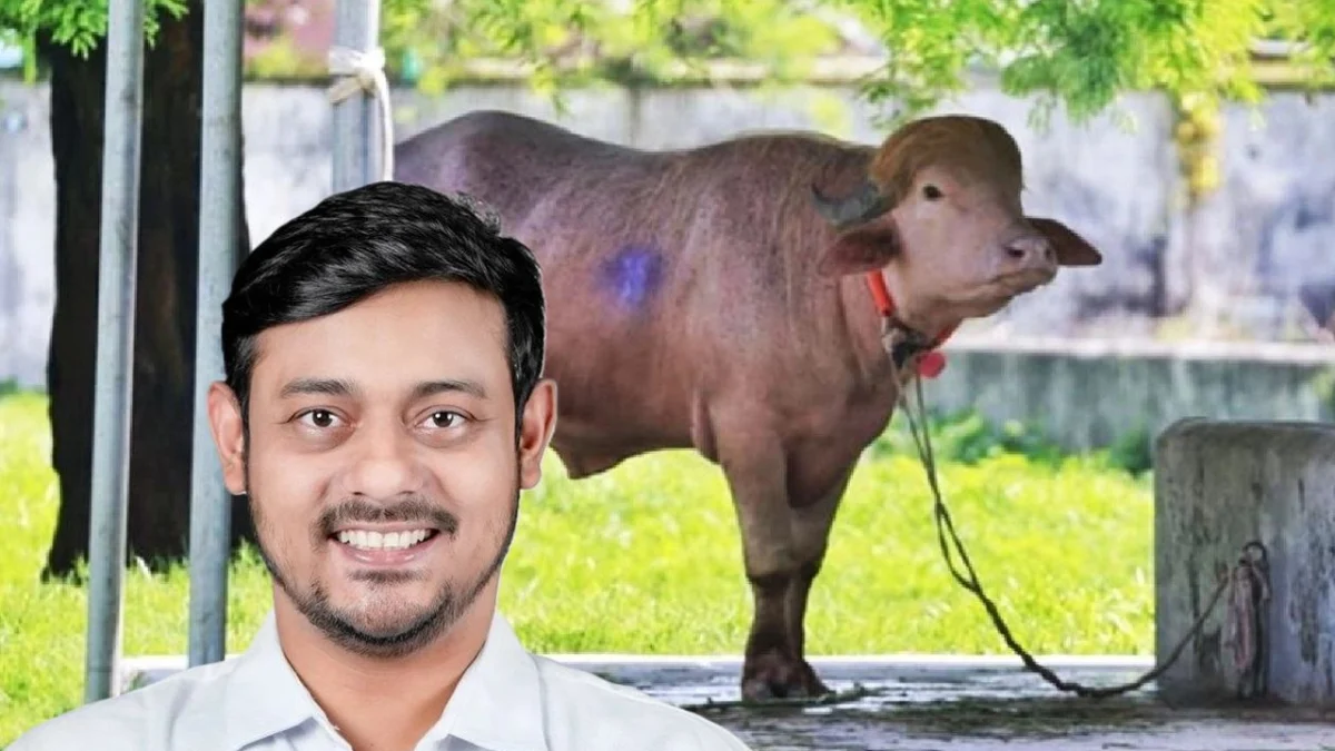 মহিষ ‘ডোনাল্ড ট্রাম্প’কে নিয়ে সরকার যে উদ্যোগ, এটা প্রধানমন্ত্রী এবং স্বরাষ্ট্র মন্ত্রীর রণকৌশলী পদক্ষেপ: পাটওয়ারী