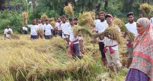 বিধবার এক বিঘা জমির ধান কেটে দিল বিএনপির নেতাকর্মীরা