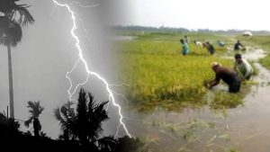 মাঠে ধান কাটার সময় বজ্রপাতে তিন কৃষকের মৃত্যু