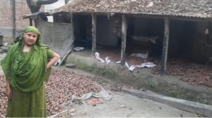 ভারতীয় নিম্নমানের বীজে পথে বসেছেন ঝিনাইদহের শত শত প্রান্তিক চাষী