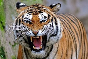 জঙ্গলে বাঘের থাবায় চার নারীর মৃত্যু