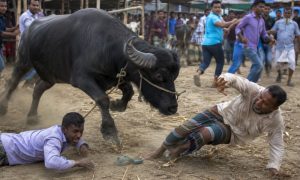 জামালপুরে পশুর হাটে ক্ষিপ্ত মহিষের আক্রমণে নিহত ২