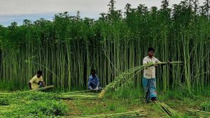 বাম্পার ফলনেও হাসি নেই ব্রাহ্মণবাড়িয়ার পাটচাষির মুখে