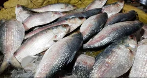 আজ রাজধানীতে ইলিশের কেজি কত হলো জানেন?