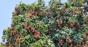 দিনে কয়টি লিচু খাওয়া নিরাপদ?