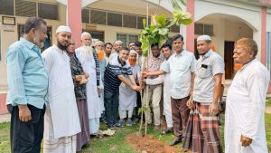 অর্ধশতবর্ষী ‘কড়ই গাছ’ কাটার সমালোচনার পর মাদরাসা প্রাঙ্গণে ১০০ চারা রোপণ