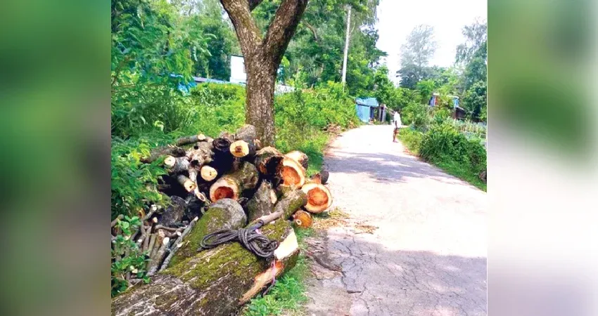 গ্রামীণ সড়কের দুই পাশের সরকারি গাছ কেটে লুট