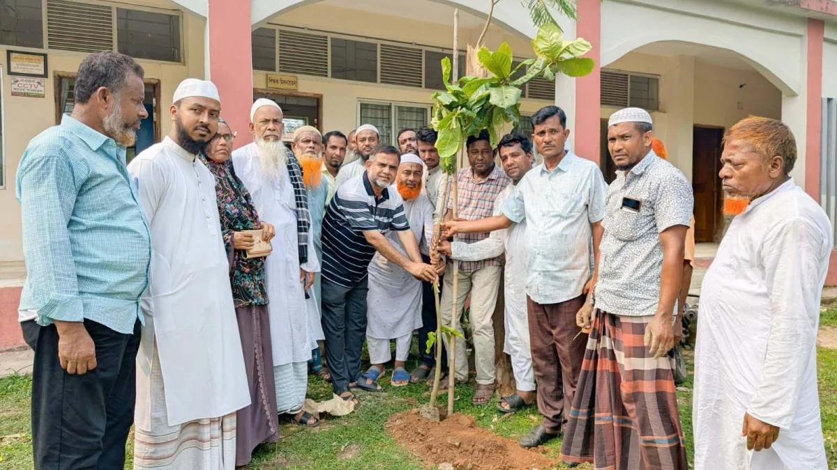 অর্ধশতবর্ষী ‘কড়ই গাছ’ কাটার সমালোচনার পর মাদরাসা প্রাঙ্গণে ১০০ চারা রোপণ
