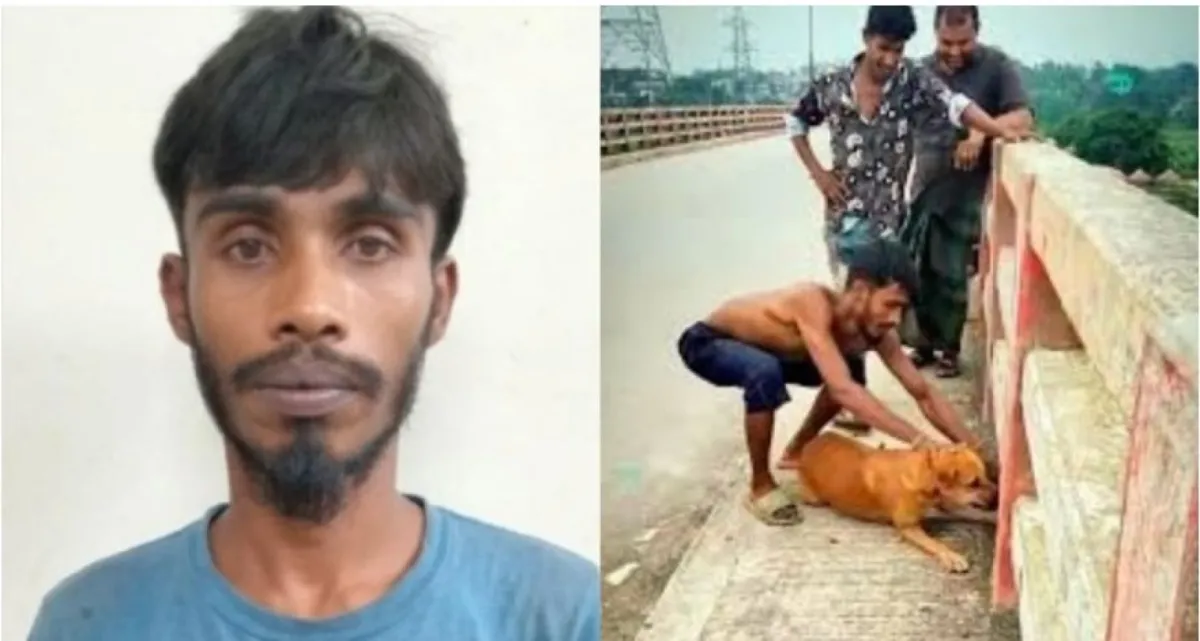গলায় ইট বেঁধে কুকুরকে নদীতে ফেলে হত্যার ঘটনায় ব্যথিত প্রধানমন্ত্রী, ব্যবস্থা নেয়ার নির্দেশ