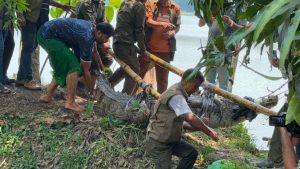 খানজাহানের দীঘির সেই কুমিরটিকে নেওয়া হলো খুলনায়