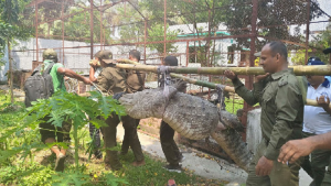 সেই কুমির ফেরত চান মাজারের খাদেম যুবদল নেতা