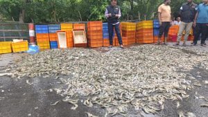 সাতক্ষীরায় জেলি পুশ করা চিংড়ি জব্দ ও ধ্বংস